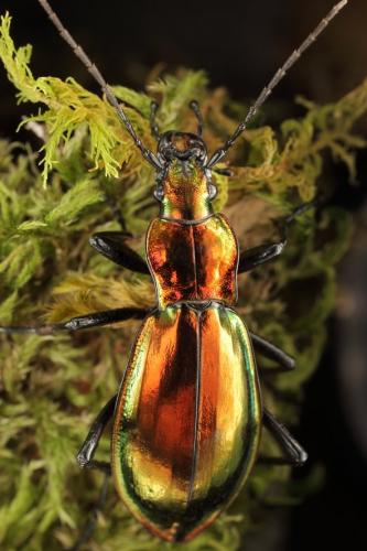 Réf. 264 304 : Carabus splendens